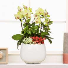 호접란(총높이 약50cm내외)