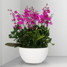 만천홍 흰색원형(총높이 약65cm)